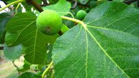 green-fig.jpg green-fig.jpg