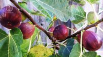 black-fig.jpg black-fig.jpg