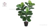 ornamental-fig-leaves.jpg ornamental-fig-leaves.jpg