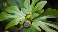 fig-leaves.jpg