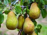 pear5.jpg pear5.jpg