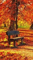 156910-1080x1920-samsung-full-hd-autumn-background-photo.jpg