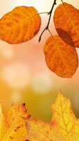 156945-1440x2560-phone-hd-autumn-background.jpg