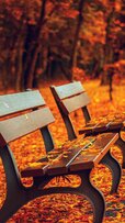 157014-1242x2208-mobile-hd-autumn-background.jpg