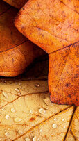 157921-1080x1920-phone-1080p-autumn-background-image.jpg