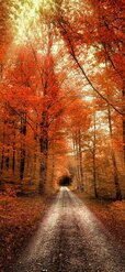 158154-1242x2688-iphone-hd-autumn-background.jpg