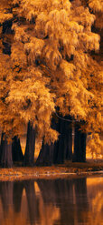 158203-1125x2436-mobile-hd-autumn-wallpaper-image.jpg