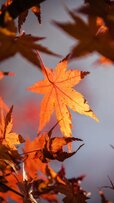 158264-1440x2560-phone-hd-autumn-wallpaper-image.jpg