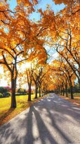 158274-1080x1920-samsung-full-hd-autumn-wallpaper-photo.jpg