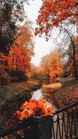 156992-1440x2560-mobile-hd-autumn-background.jpg