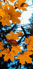 158381-1440x2960-iphone-hd-autumn-wallpaper.jpg