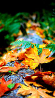 158558-1080x1920-iphone-full-hd-autumn-background-photo.jpg