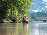 Kurile-Lake-bear.jpg