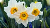 narcissus-flower-growing-farm-370x208.jpg