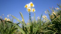 beautiful-daffodil-farm.jpg