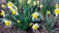 narcissus-flower-onion.jpg