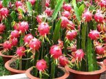 Dragon-Fruits-02.jpg