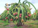 Dragon-Fruits-05.jpg