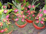 Dragon-Fruits-06.jpg