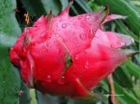 Dragon-Fruits-08.jpg