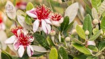 feijoa-flowers-and-buds-on-feijoa-tree.jpg feijoa-flowers-and-buds-on-feijoa-tree.jpg