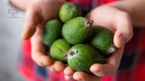 man-holds-feijoa.jpg man-holds-feijoa.jpg