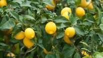 sour-lemon-tree-1089x613.jpg
