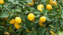 sour-lemon-tree-1089x613.jpg sour-lemon-tree-1089x613.jpg