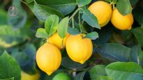 fresh-sour-lemon-on-tree.jpg