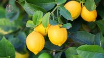 fresh-sour-lemon-on-tree.jpg fresh-sour-lemon-on-tree.jpg