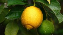 raindrops-on-lemon.jpg raindrops-on-lemon.jpg