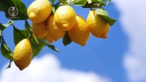 yellow-lemons-against-blue-sky.jpg yellow-lemons-against-blue-sky.jpg