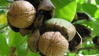 treee-article-walnut-new.jpg treee-article-walnut-new.jpg
