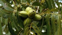 walnut-tree-article-neeew.jpg walnut-tree-article-neeew.jpg