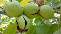 wallnut-tree-new.jpg wallnut-tree-new.jpg