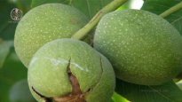 walnut-tree-aarticle-new.jpg walnut-tree-aarticle-new.jpg