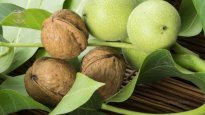 walnut-ptree-article-niice.jpg