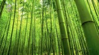 bambusoideae.jpg