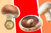 mushroom-news-6-12-1401-18.jpg