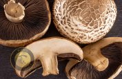 mushroom-news-6-12-1401-17.jpg
