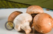mushroom-news-6-12-1401-14.jpg