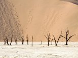 Dead Ulei, Namib Desert, Namibia, Africa.jpg