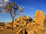 Joshua Tree, Mojave Desert, Littlerock, California.jpg