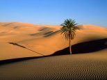 Lone Palm, Sahara Desert.jpg
