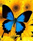 butterflies_med_14021022_163430715.jpg