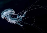 jellyfish-1-1.jpg