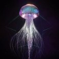 Jellyfish-8.jpg