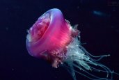 Jellyfish-5.jpg