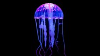 Jellyfish-10.jpg
