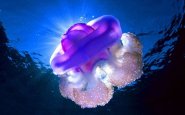 Jellyfish-3.jpg